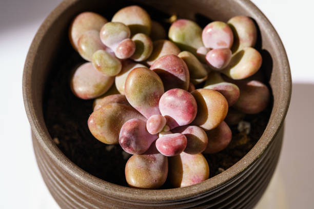 istock Small juicy succulent plant 1132885577