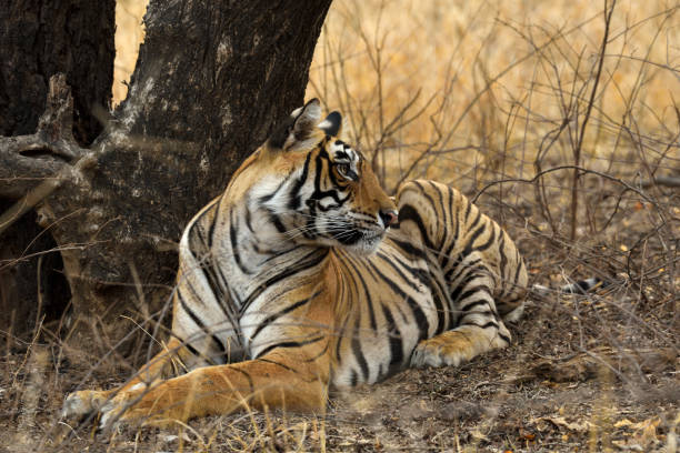istock Royal Bengal tiger 1132885650