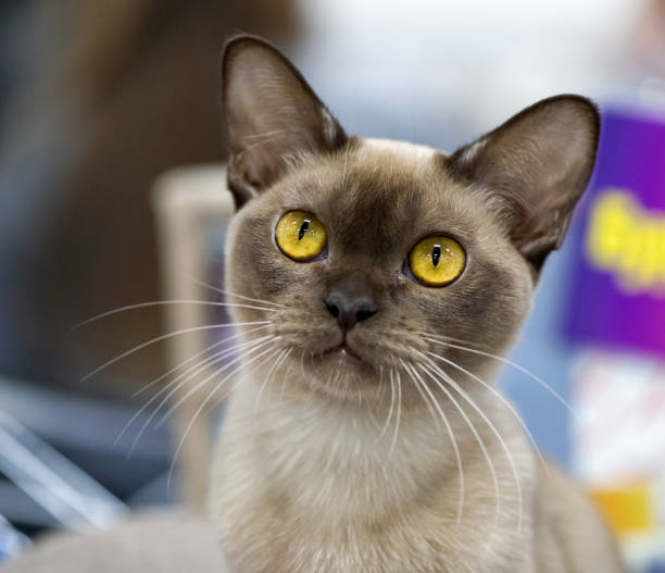 istock Chocolate Burmese Cat portrait close-up 1132885663