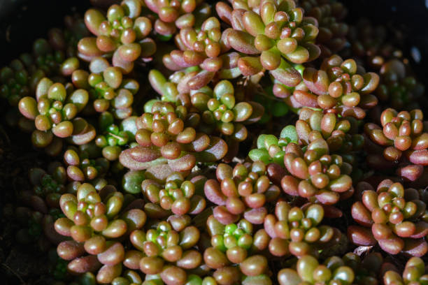 istock Small juicy succulent plant 1132885671