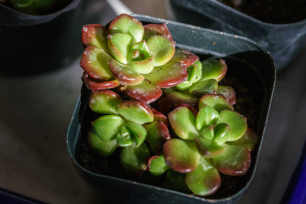 Small juicy succulent plant Small juicy succulent plant 園藝 stock pictures, royalty-free photos & images
