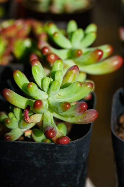 Small juicy succulent plant Small juicy succulent plant 園藝 stock pictures, royalty-free photos & images
