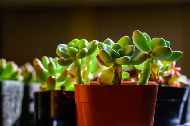 Small juicy succulent plant Small juicy succulent plant 園藝 stock pictures, royalty-free photos & images