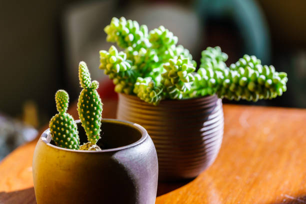 Small juicy succulent plant Small juicy succulent plant 園藝 stock pictures, royalty-free photos & images