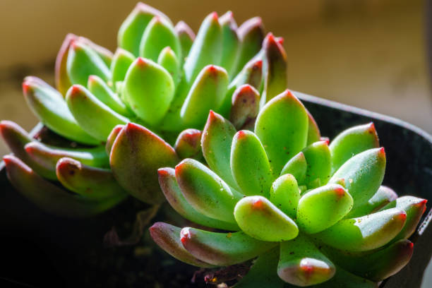 pequeña planta suculenta jugosa - new life growth desert plant fotografías e imágenes de stock