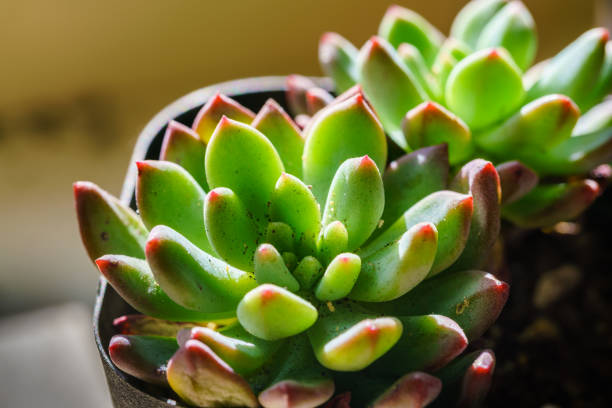 Small juicy succulent plant Small juicy succulent plant 園藝 stock pictures, royalty-free photos & images