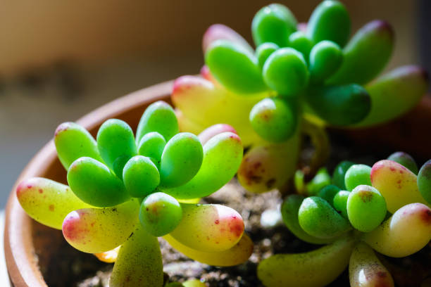 Small juicy succulent plant Small juicy succulent plant 園藝 stock pictures, royalty-free photos & images