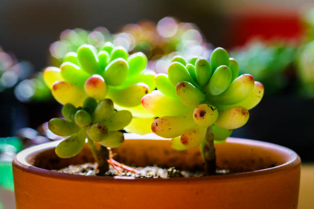 Small juicy succulent plant Small juicy succulent plant 園藝 stock pictures, royalty-free photos & images