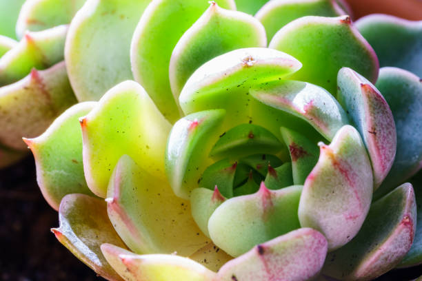 Small juicy succulent plant Small juicy succulent plant 園藝 stock pictures, royalty-free photos & images