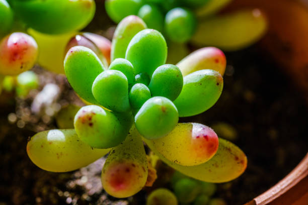 Small juicy succulent plant Small juicy succulent plant 園藝 stock pictures, royalty-free photos & images