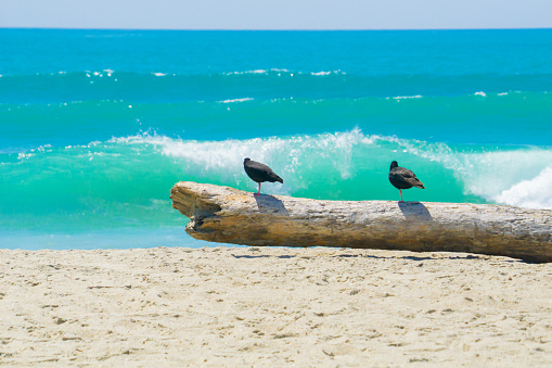 Two black oystercatchers on log on beach watching the sea and surfers on Main Beach Mount Maunganui, Tauranga New Zealand