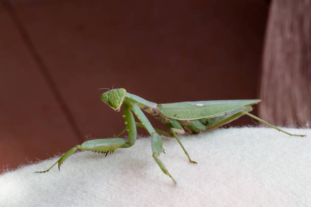 Mantis insect predator Mantis insect predator 一隻動物 stock pictures, royalty-free photos & images