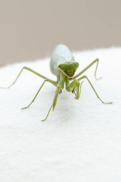 Mantis insect predator Mantis insect predator 一隻動物 stock pictures, royalty-free photos & images