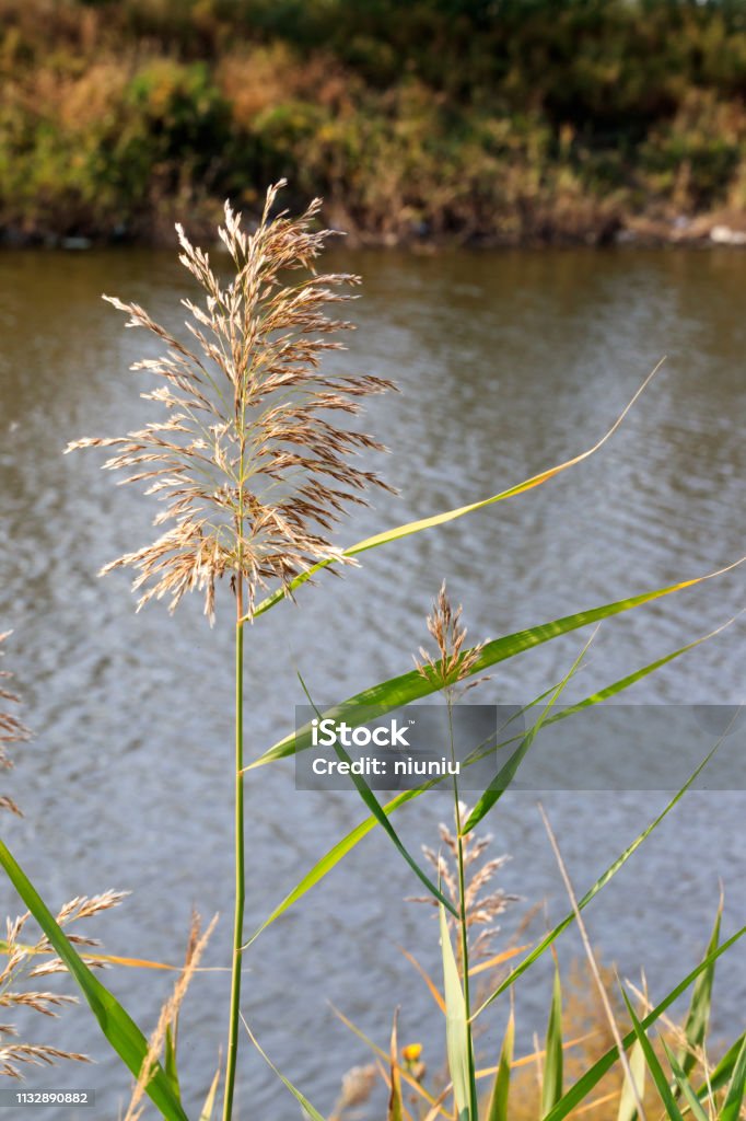 Setaria viridis，Bristlegrass ，Weedsweed Abstract Stock Photo