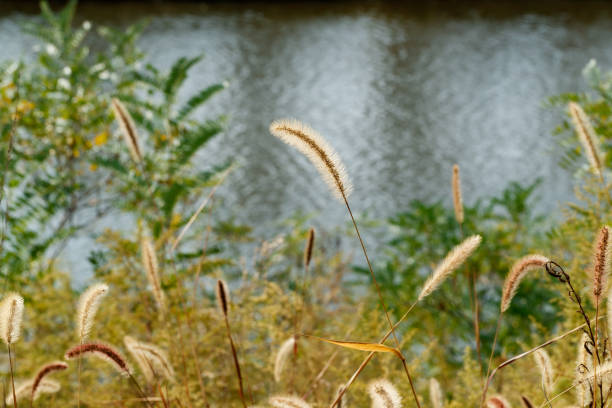 istock Setaria viridis，Bristlegrass ，Weedsweed 1132890885