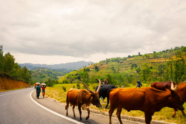 Lake Kivu, Rwanda- May 2017: A paved road near Lake Kivu with people walking with cattle, and a view of tea fields and rolling hills.