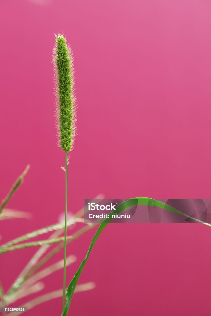 In the pink background,Setaria viridis，Bristlegrass ，Weedsweed Setaria viridis，Bristlegrass ，Weedsweed Stretching Stock Photo
