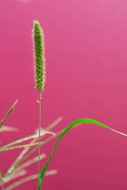 In the pink background,Setaria viridis，Bristlegrass ，Weedsweed Setaria viridis，Bristlegrass ，Weedsweed 抽象 stock pictures, royalty-free photos & images