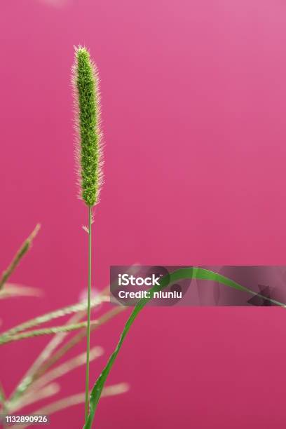 In The Pink Backgroundsetaria Viridisbristlegrass Weedsweed Stock Photo - Download Image Now