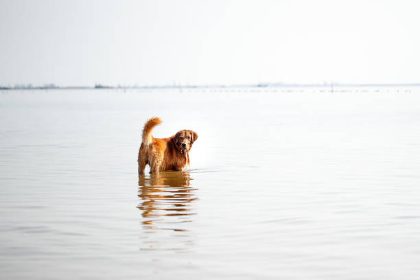 Pet dog playing in the sea Pet dog playing in the sea 一隻動物 stock pictures, royalty-free photos & images