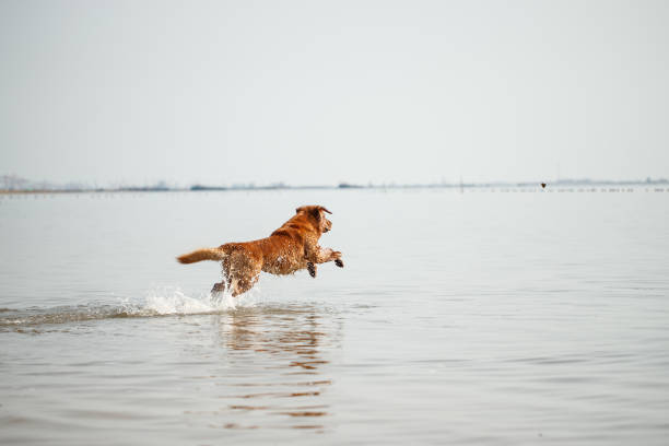 Pet dog playing in the sea Pet dog playing in the sea 一隻動物 stock pictures, royalty-free photos & images