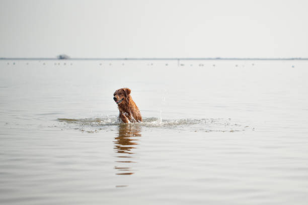 Pet dog playing in the sea Pet dog playing in the sea 一隻動物 stock pictures, royalty-free photos & images