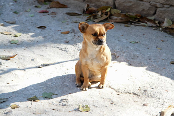 Cute pet dog playing outdoors
