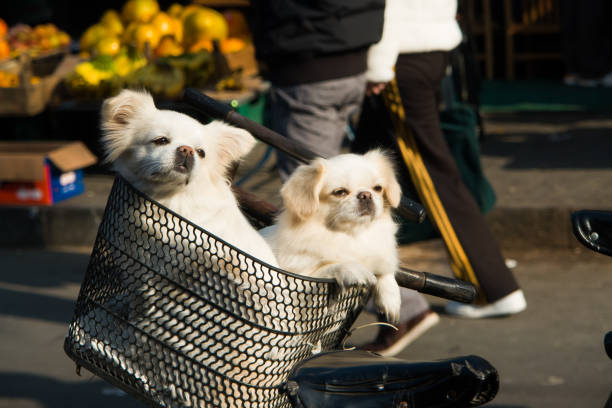 Cute pet dog playing outdoors Cute pet dog playing outdoors 一隻動物 stock pictures, royalty-free photos & images