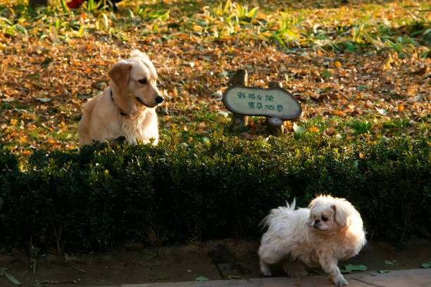 Cute pet dog playing outdoors Cute pet dog playing outdoors 一隻動物 stock pictures, royalty-free photos & images