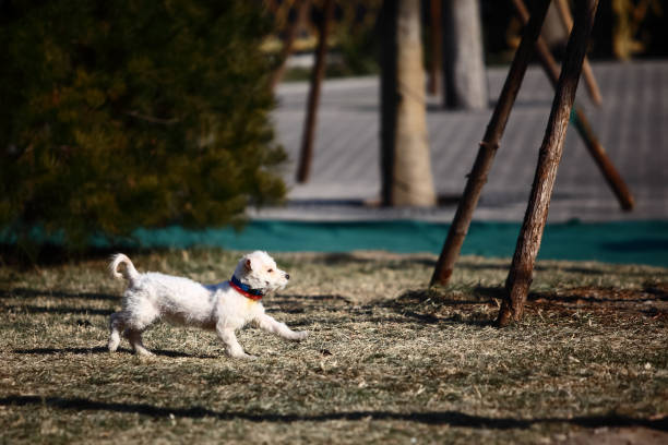 Cute pet dog playing outdoors
