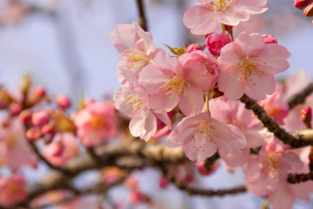 istock Close-up of early blooming Kawazu cherry tree 1132896188