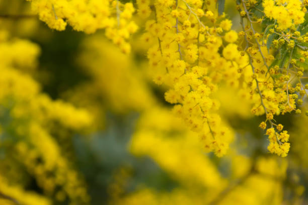 istock Mimosa with yellow in full bloom 1132896195