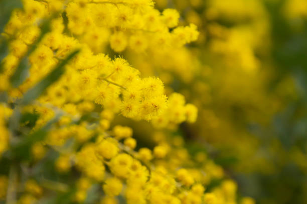 istock Mimosa with yellow in full bloom 1132896208
