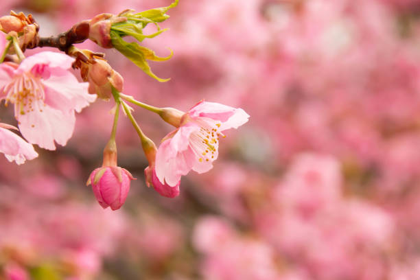 istock Close-up of early blooming Kawazu cherry tree 1132896286