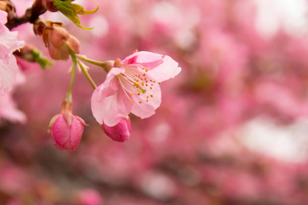 istock Close-up of early blooming Kawazu cherry tree 1132896291