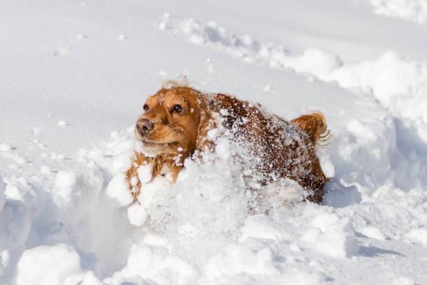 istock spaniel on a walk in the white snow 1132896841