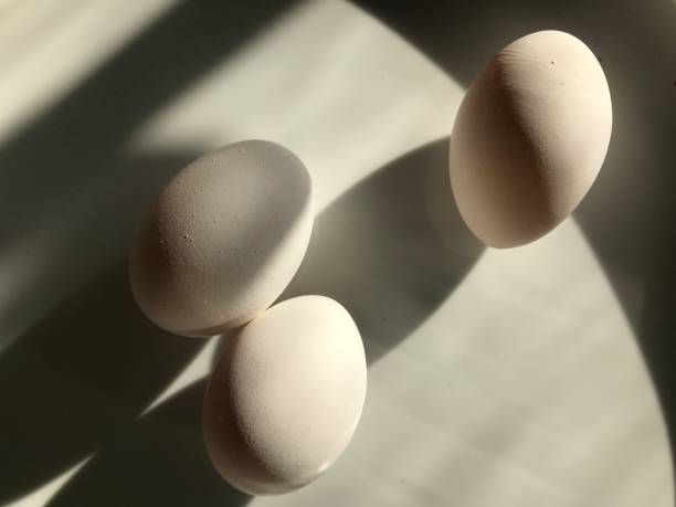 Dramatic shadow close up eggs
