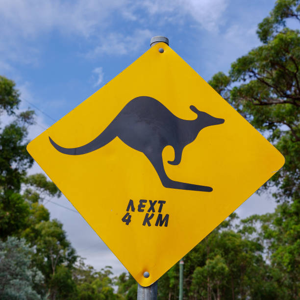 Full frame of black Kangaroo next 4km with blue sky and Australian bush in the background. Australian signs found along the road on road trips - inspiration for adventure, travel memories and brochures of signs in Australia for tourists. Australian signs found along the road on road trips - inspiration for adventure, travel memories and brochures of signs in Australia for tourists. kangaroo crossing sign stock pictures, royalty-free photos & images