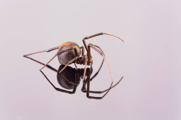 istock Australian Female Redback Spider walking away - arachnid, latrodectus mactans, 1132897926