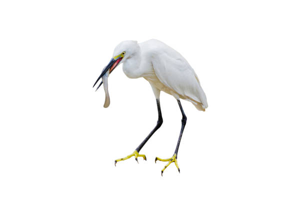 istock Eastern Great Egret Eating Fish In Mount 1132898047