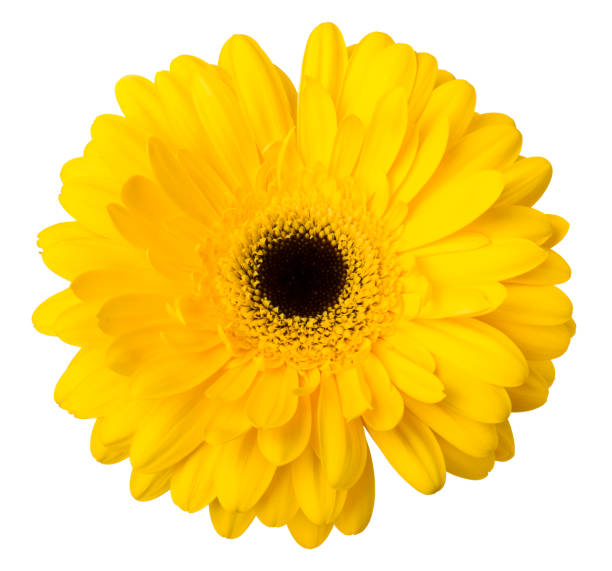 uma flor amarela brilhante vibrante da margarida do gerbera que floresce o isolado no fundo branco - gérbera - fotografias e filmes do acervo