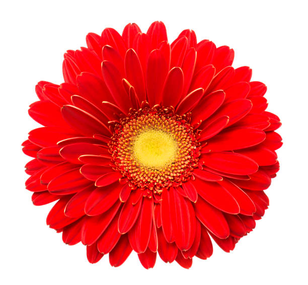 istock Vibrant bright red gerbera daisy flower blooming isolate on white background 1132898833