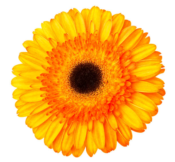 istock Gerbera flower orange and yellow isolated on white background 1132899278
