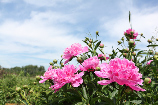 Bush of pink peony in the summer garden