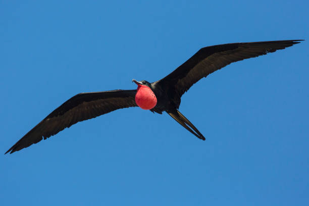 wild magnificent frigatebird - park narodowy dry tortugas - national landmark outdoors black and white horizontal zdjęcia i obrazy z banku zdjęć