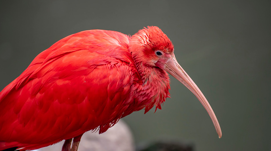 Scarlet Ibis..close up.