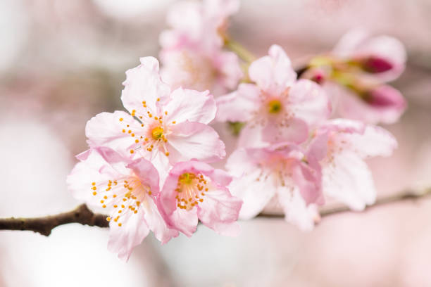 istock beautiful Cherry Blossom  , green blurry background 1132903800