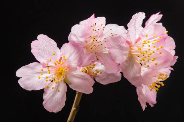 beautiful Cherry Blossom  , green blurry background stock photo