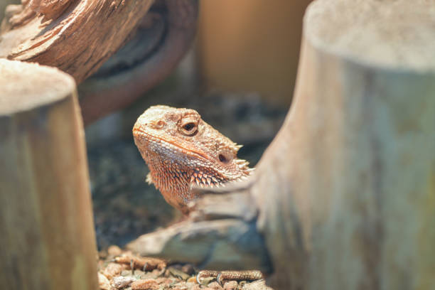 pogona vitticeps,  pogona barbata. proud bearded agama looks out from under the shelter in a terrarium, close-up of the neck and head of a lizard. - sex and reproduction audio imagens e fotografias de stock