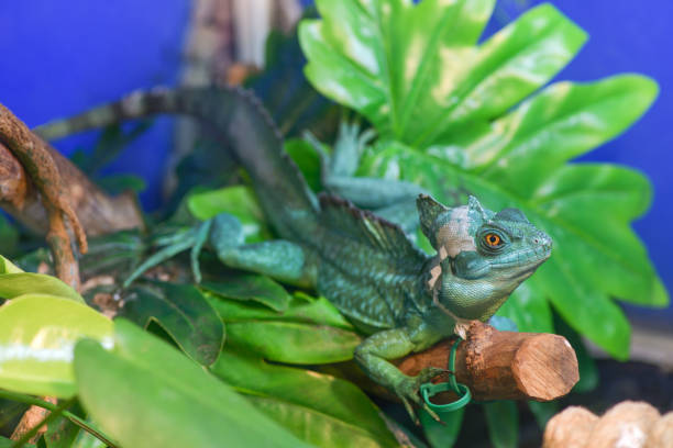 istock Basiliscus basiliscus,  Basiliscus plumifrons. A large green Helmet-bearing Basilisk sits on a tree branch in a terrarium. Basilisk shedding its skin, scales, shed. 1132904277